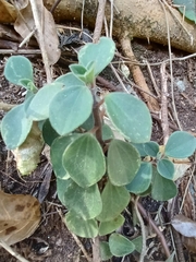 Peperomia leptostachya