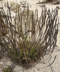 Plantago coronopus