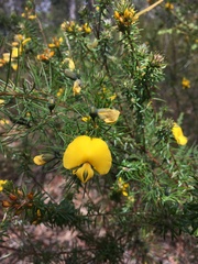 Gompholobium grandiflorum