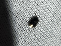 Pangaeus bilineatus