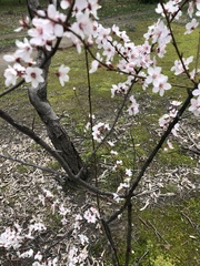 Prunus cerasifera