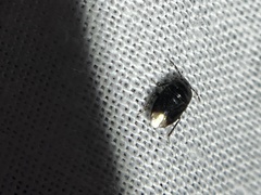 Pangaeus bilineatus