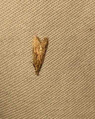 Dichomeris punctipennella