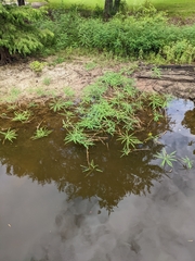 Sesbania cannabina