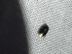 Pangaeus bilineatus