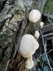 Crepidotus mollis