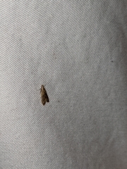 Dichomeris punctipennella