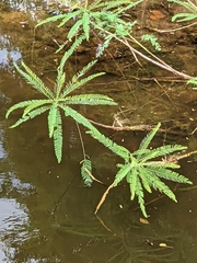 Sesbania cannabina