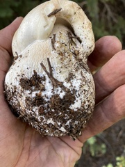 Boletus barrowsii