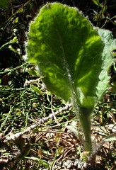 Arnica cordifolia