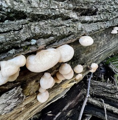 Crepidotus mollis