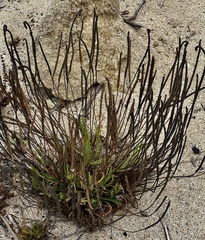 Plantago coronopus