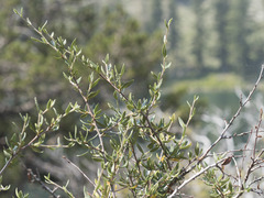 Cercocarpus ledifolius intermontanus