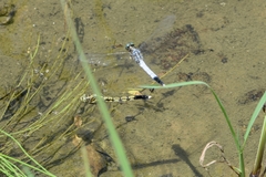 Orthetrum albistylum