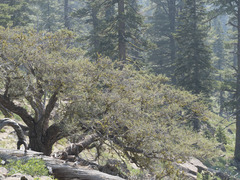 Cercocarpus ledifolius intermontanus