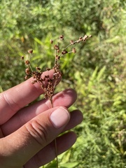 Juncus biflorus
