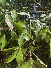 Aidia cochinchinensis