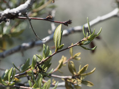 Cercocarpus ledifolius intermontanus
