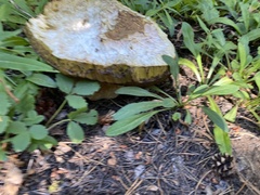 Boletus edulis grandedulis