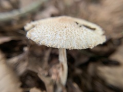 Lepiota spheniscispora
