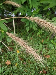 Hordeum