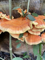 Laetiporus