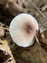 Lepiota spheniscispora