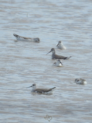 Phalaropus tricolor
