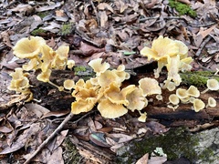 Gerronema strombodes