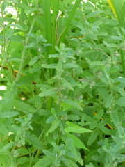 Teucrium scordium