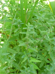 Teucrium scordium
