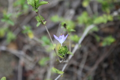Tetramerium wasshausenii
