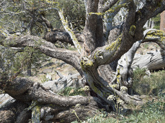 Cercocarpus ledifolius intermontanus