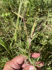 Dichanthelium scoparium