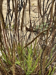 Plantago coronopus