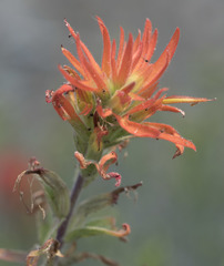 Castilleja applegatei pinetorum