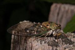 Neotibicen