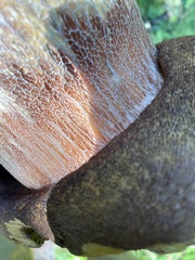 Boletus edulis grandedulis