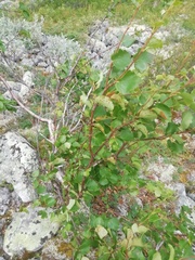 Betulaceae
