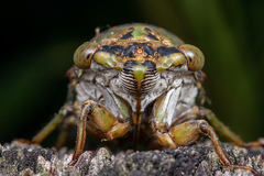 Neotibicen