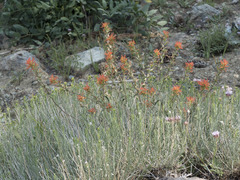 Castilleja applegatei pinetorum