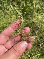 Dichanthelium microcarpon