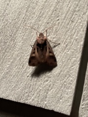 Ochropleura implecta