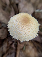 Lepiota spheniscispora