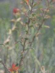 Castilleja applegatei pinetorum