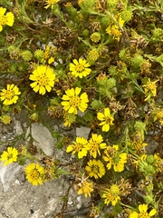 Deinandra corymbosa