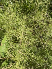 Dichanthelium microcarpon