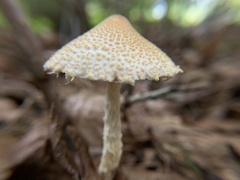 Lepiota spheniscispora