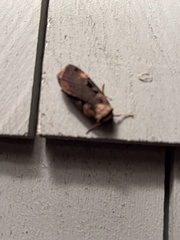 Ochropleura implecta