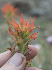 Castilleja applegatei pinetorum